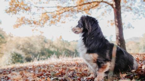 Vacances avec le chien